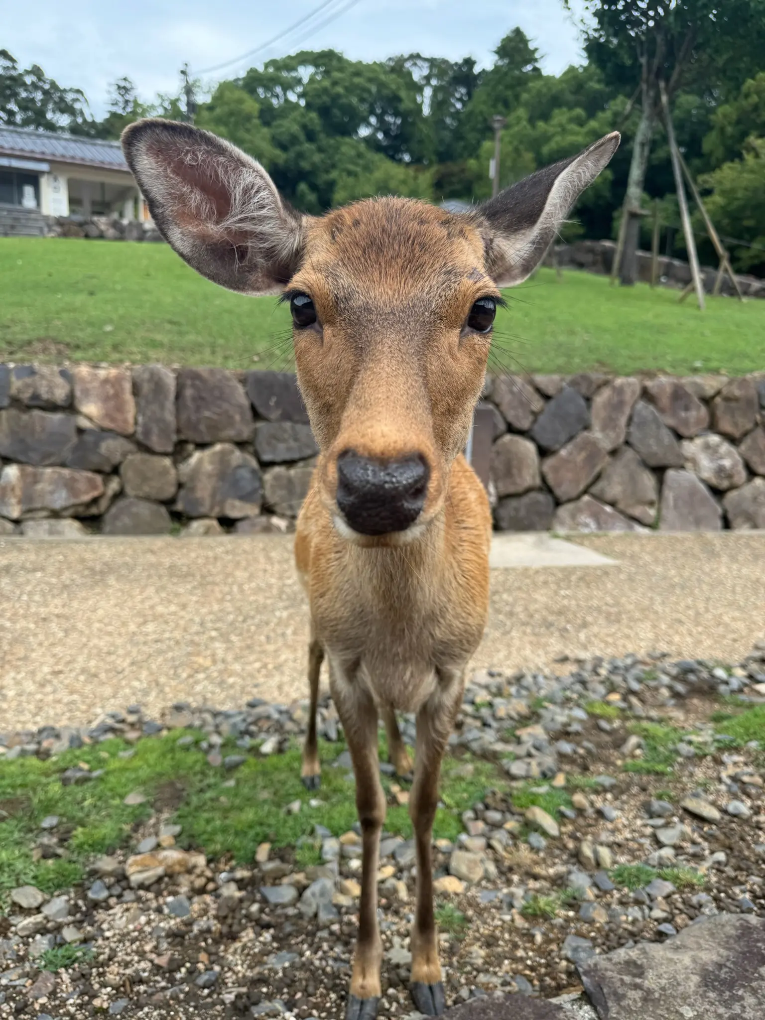 奈良小鹿